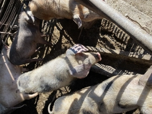 Porci de vanzare - imagine 4