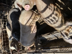 Porci de vanzare - imagine 2