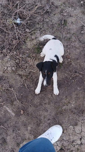 Foxterrieri - imagine 3