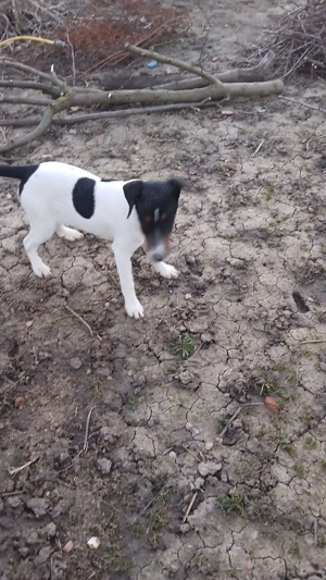 Foxterrieri - imagine 2