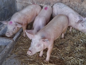 vând soldani 45kg  Rasa Marele Alb & Landrace (masculi castraţi)