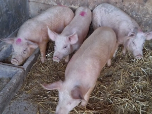 vând soldani 45kg  Rasa Marele Alb & Landrace (masculi castraţi) - imagine 2