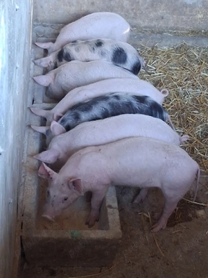 vând purcei de 9 săptămâni 