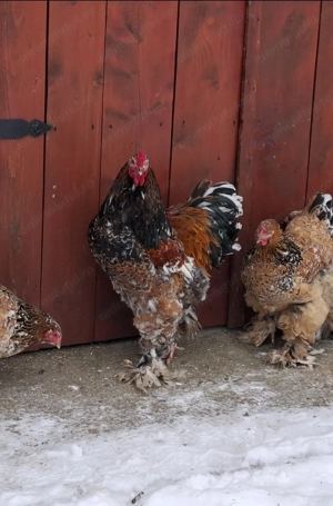 Ouă de incubat Brahma Porțelan