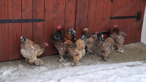 Ouă de incubat Brahma Porțelan - imagine 3