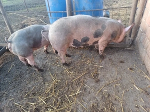 vand 2 purcele 70 80kg  - imagine 4