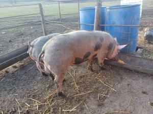 vand 2 purcele 70 80kg  - imagine 2