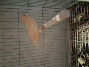 Mascul canar 2025... - imagine 2