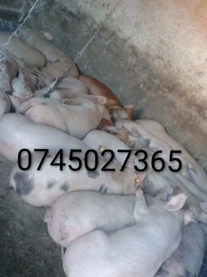 Vând șoldani  - imagine 3