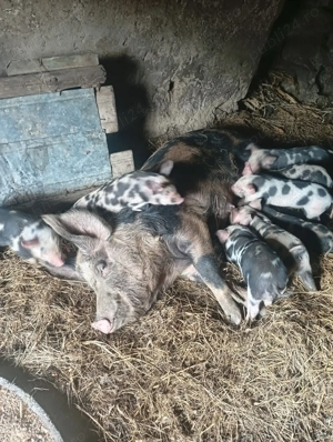 Vând o scroafa de rasa cu 8 purcei - imagine 2