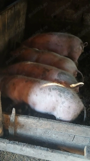 Vând purcei de curte