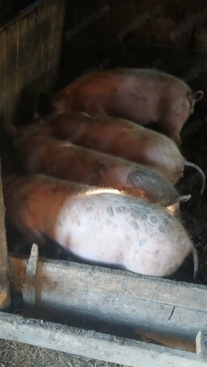 Vând purcei romanesti - imagine 2