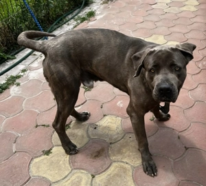 Donez Cane Corso in varsta de 5 ani  - imagine 2