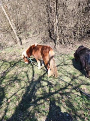 Ponei pereche  - imagine 4