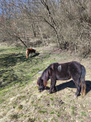 Ponei pereche  - imagine 2