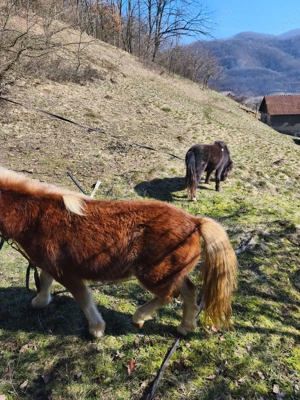 Ponei pereche  - imagine 5