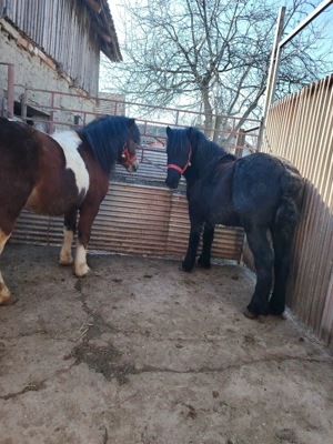 Ponei armăsari pt monta disponibili  - imagine 4