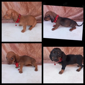 Cățel teckel negru cu pete de foc (tekel,Dachshund,techel