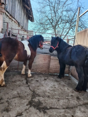 Ponei armăsari pt monta disponibili  - imagine 2