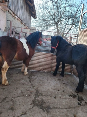 Ponei armăsari pt monta disponibili  - imagine 3