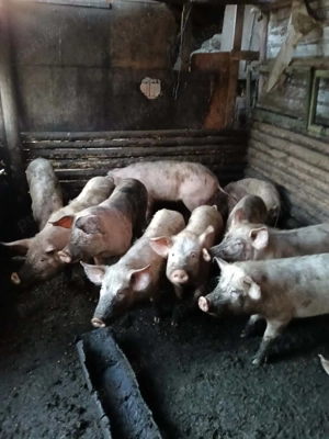 Porci de vânzare mai multe detalii la numărul de telefon - imagine 2