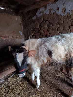 Vițea de vânzare!! - imagine 2