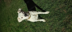 Vând cățel dog argentinian  6 luni  - imagine 2