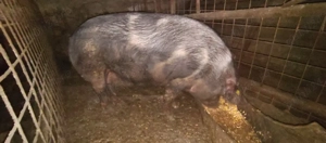 Porci 200kg - imagine 4