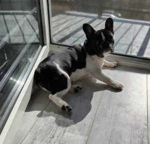 Bulldog francez femela