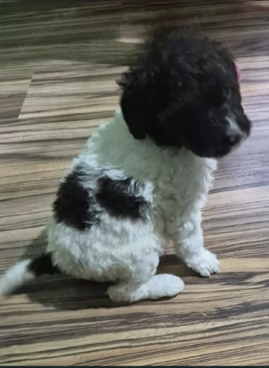 Cățeluș de rasă  Lagotto  - imagine 3