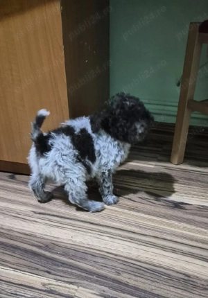 Cățeluș de rasă  Lagotto  - imagine 5