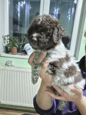 Cățeluș de rasă  Lagotto  - imagine 2