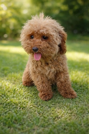 femela pudel mini toy gestanta 