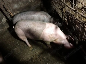 Vând un porc și o scrofita - imagine 2