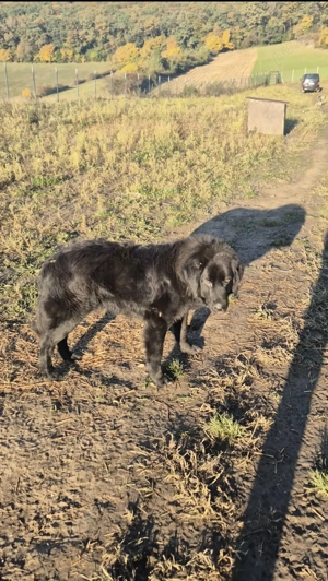 Ciobănesc Românesc Corb - imagine 5