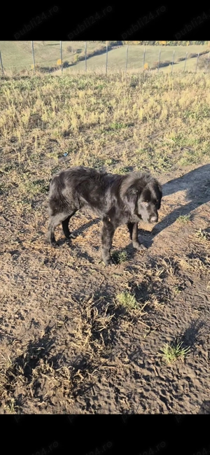 Ciobănesc Românesc Corb - imagine 4