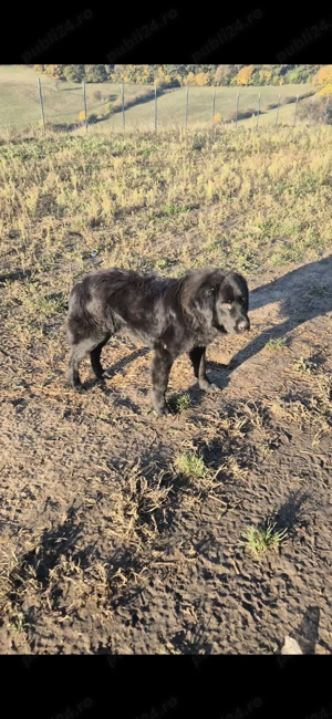 Ciobănesc Românesc Corb
