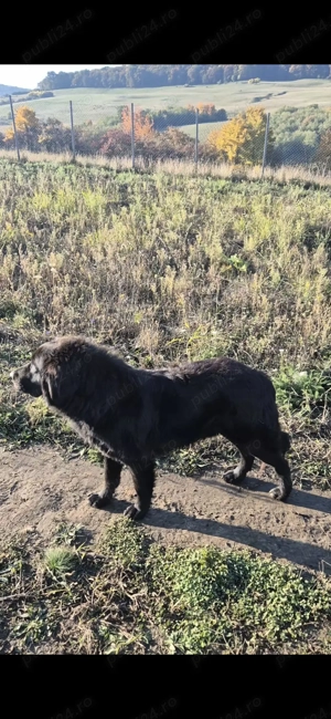 Ciobănesc Românesc Corb - imagine 2