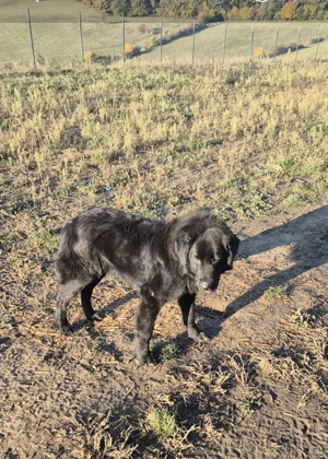 Ciobănesc Românesc Corb - imagine 3