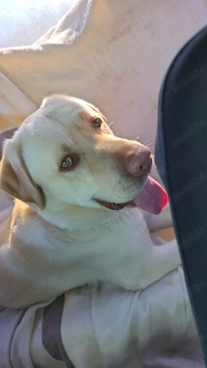 Mascul Labrador Retriever   disponibil pentru reproducere - imagine 3