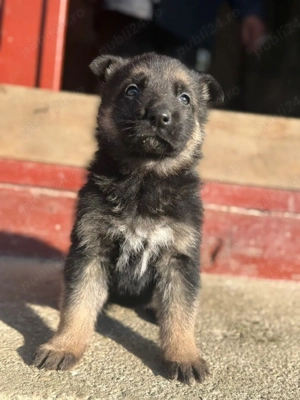 Ciobanesc german pui