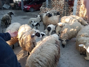 Vând oi cu miei  - imagine 4