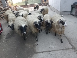 Vând oi cu miei  - imagine 2