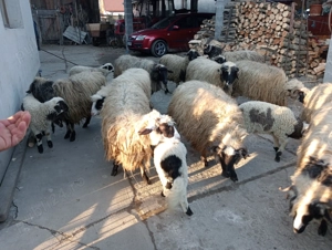 Vând oi cu miei  - imagine 5