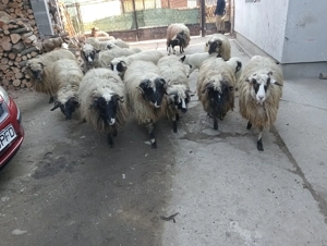 Vând oi cu miei  - imagine 3