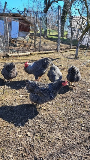 Oua pentru incubat plymouth rock - imagine 5