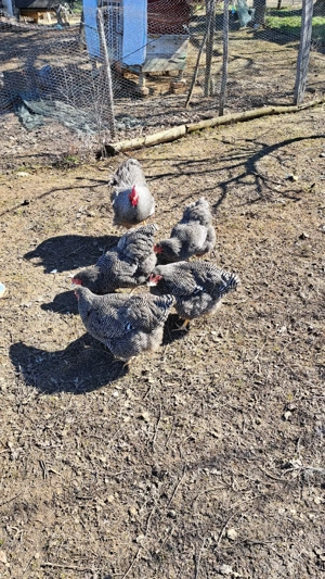 Oua pentru incubat plymouth rock - imagine 4