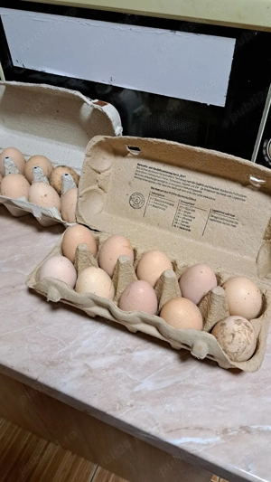 Oua pentru incubat plymouth rock