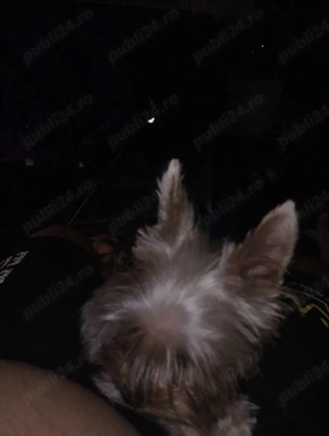 Yorkshire  mini toi 6 luni - imagine 3