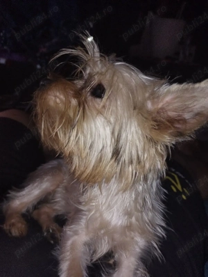 Yorkshire  mini toi 6 luni - imagine 4